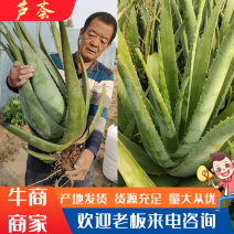 芦荟库拉索芦荟产品为自家基地种植，量大私聊有优惠。