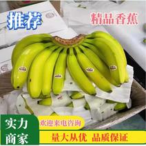 常年供应各种高低中档香蕉🍌，超市批发商，小贩都可合作