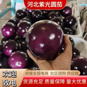 精品紫光圆茄大量供应现货现发品质保障全国发货量大价优