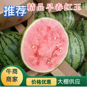 【精品】头茬早春红玉/大棚西瓜大量现货，甘甜多汁量大优惠