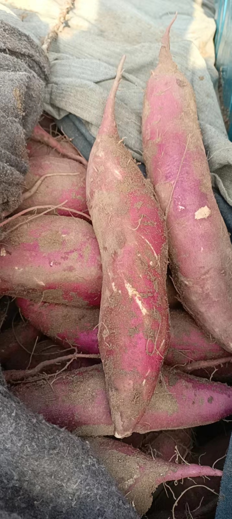精品红薯商薯19一手货源视频看货品质保证以质论价