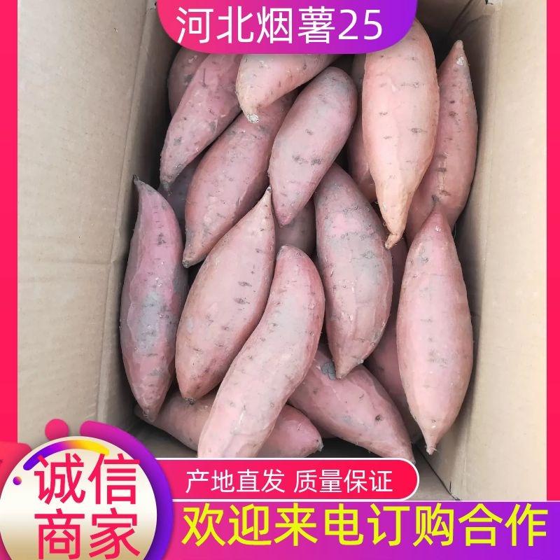 【精品】烟薯25脱毒蜜薯河北万亩基地规格齐全大量供货电联优惠