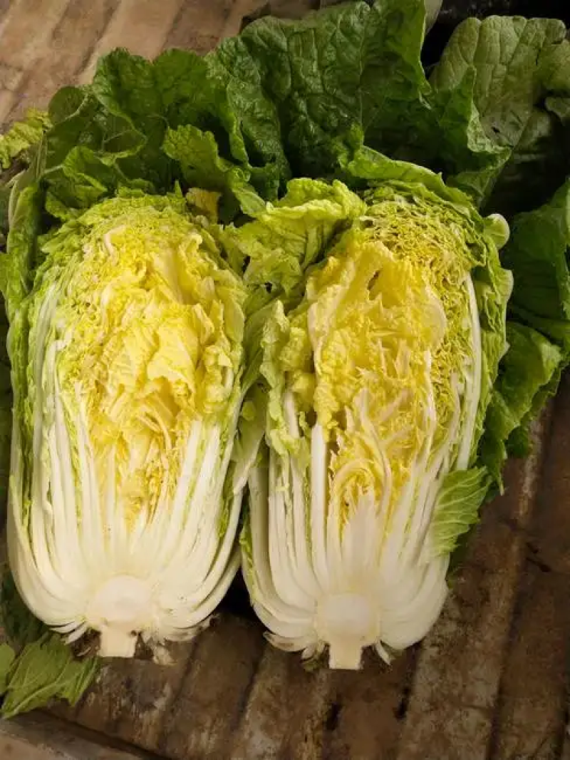 黄心白菜产地一手货源山东白菜大量供应价格实惠