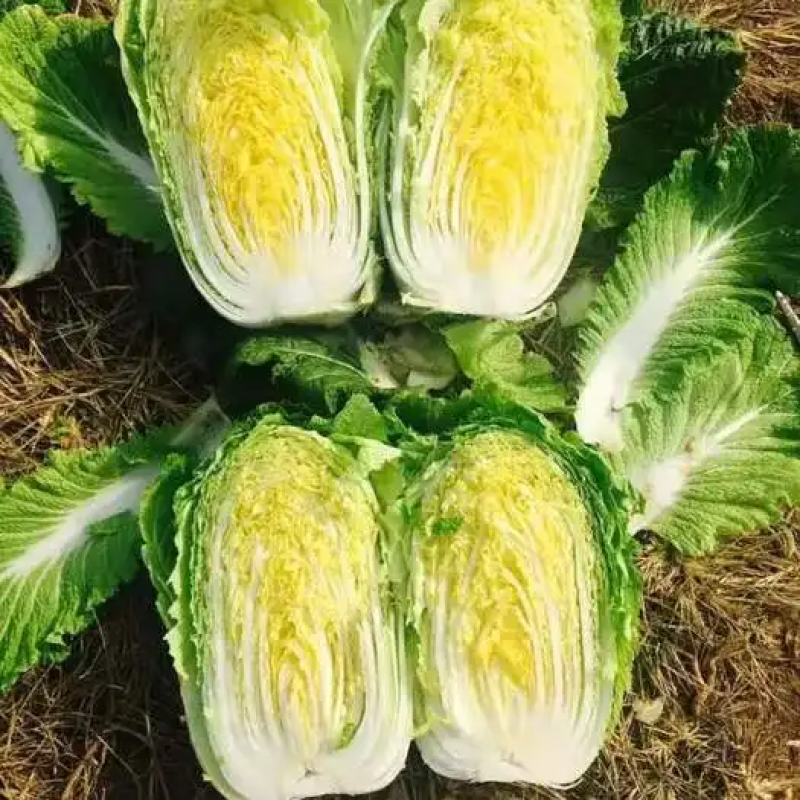 黄心白菜产地一手货源山东白菜大量供应价格实惠