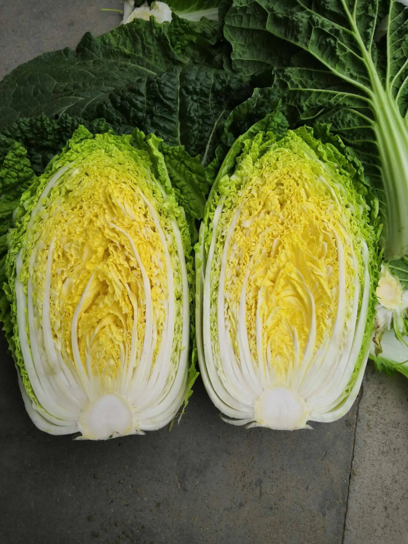 黄心白菜产地一手货源山东白菜大量供应价格实惠