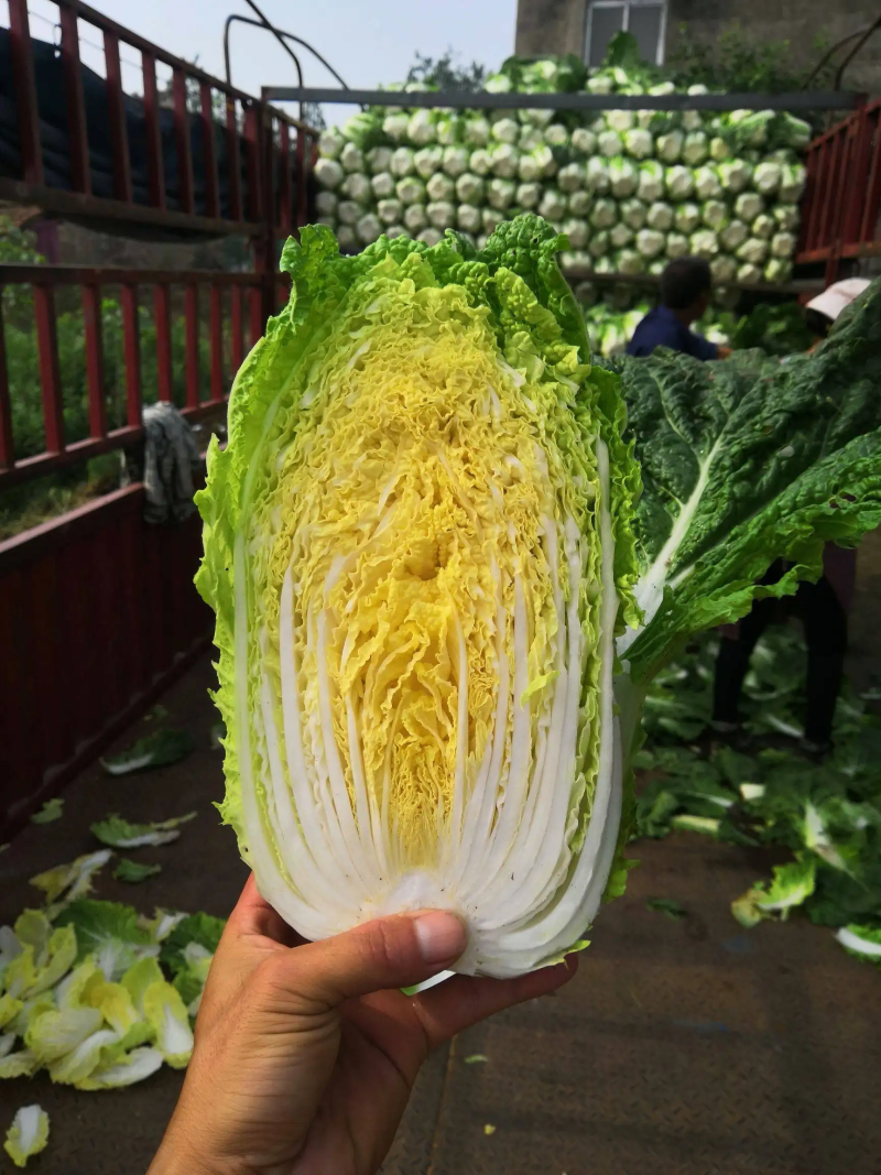 黄心白菜产地一手货源山东白菜大量供应价格实惠