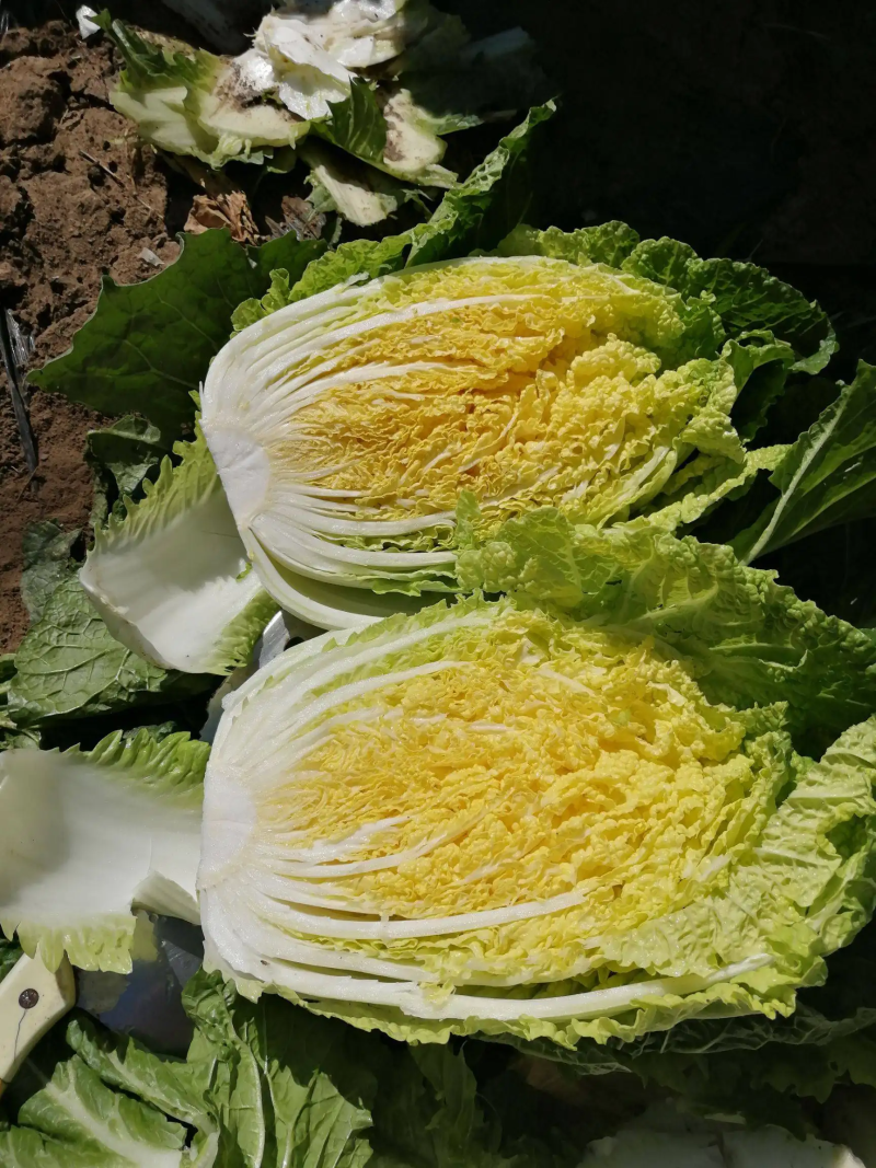 黄心白菜产地一手货源山东白菜大量供应价格实惠