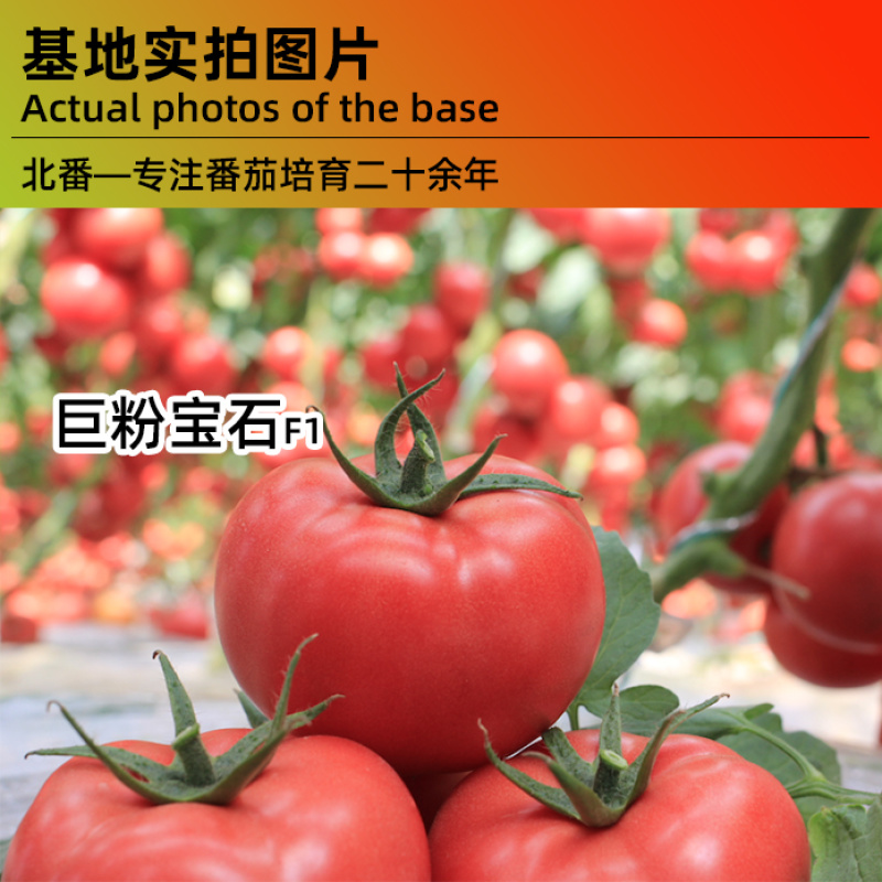 巨粉宝石大番茄种子超大果粉果口感好菜种籽大棚沙瓤高产菜籽