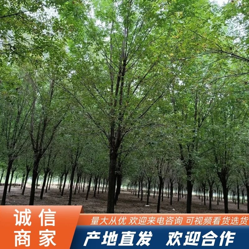 白蜡树，胸径10--20公分定杆发冒，精品树形大量供应