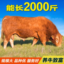 活牛肉牛犊手续齐全厂家直供免费送货买10送1