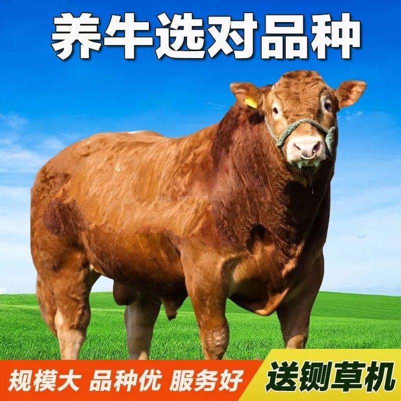 活牛肉牛犊手续齐全厂家直供免费送货买10送1