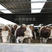 活牛肉牛犊手续齐全厂家直供免费送货买10送1