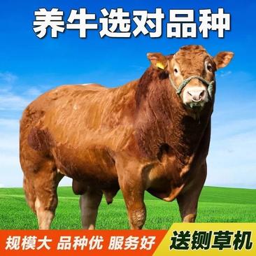 活牛肉牛犊育肥牛犊手续齐全厂家直供免费送货