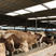 西门塔尔西门塔尔牛手续齐全厂家直供免费送货