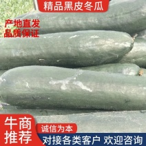 精品黑皮冬瓜河北质量好产地直发价优