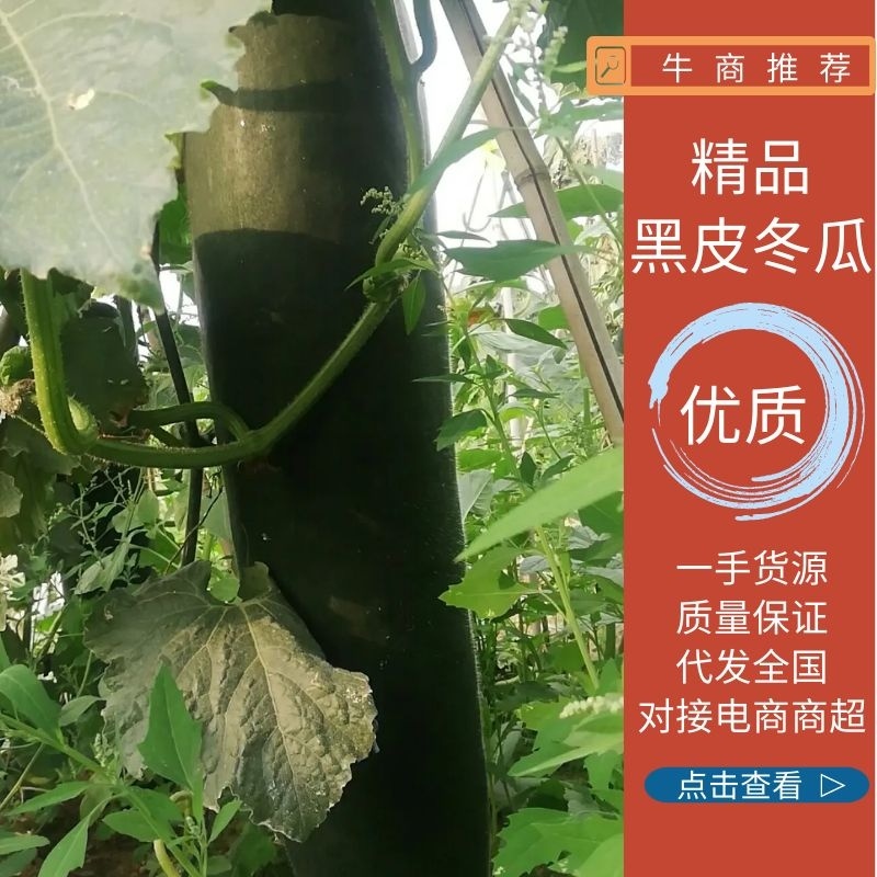 河北精品黑皮冬瓜河北质量好产地直发价优量大