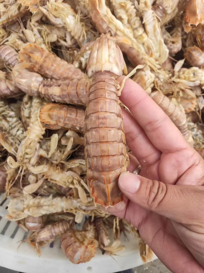 【牛商商家】山东皮皮虾肉质鲜美量大从优欢迎客商来选购