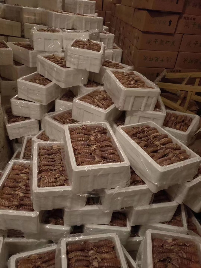 【牛商商家】山东皮皮虾肉质鲜美量大从优欢迎客商来选购