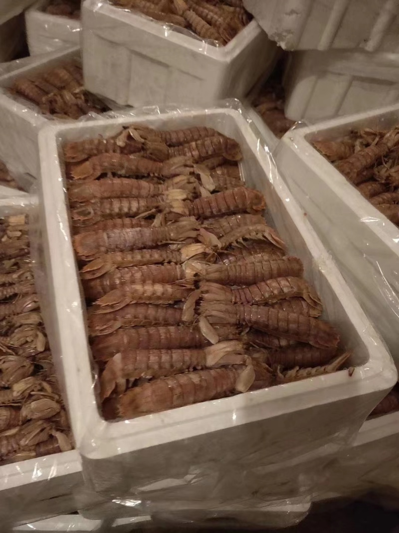 【牛商商家】山东皮皮虾肉质鲜美量大从优欢迎客商来选购