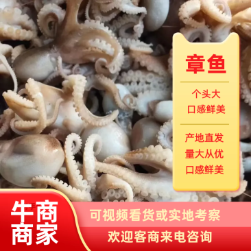 【牛商商家】八爪鱼章鱼品质精美量大从优欢迎客商选购