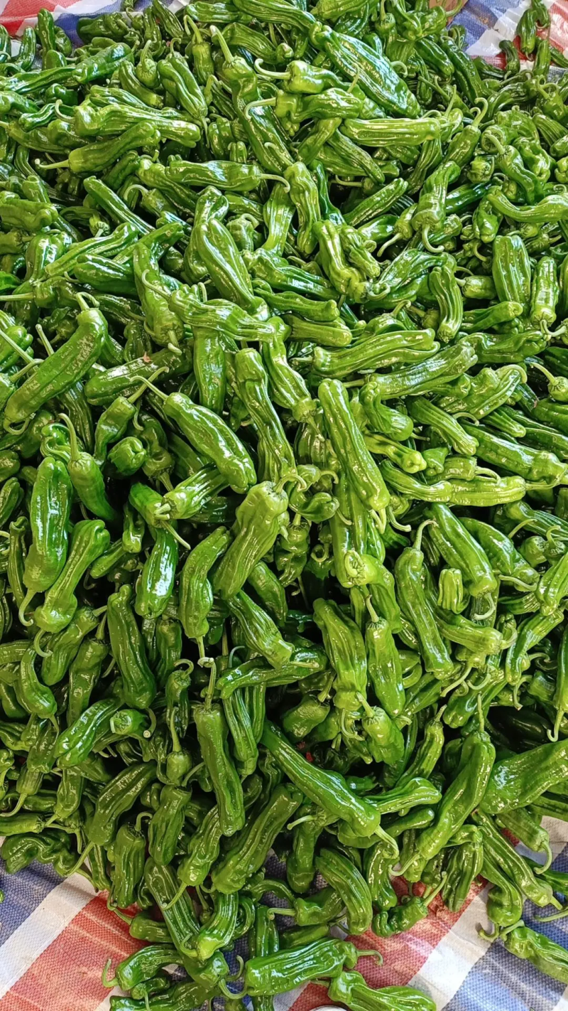 【鲜辣椒】山东精品薄皮椒现摘现发供应各大市场电商商超