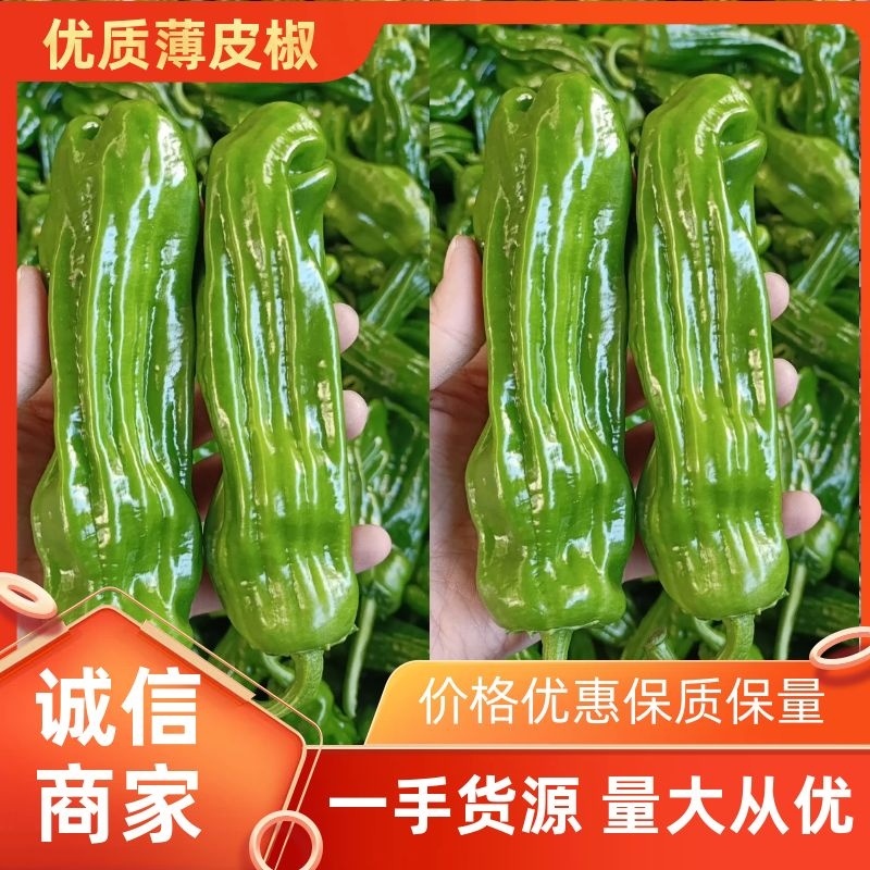 【鲜辣椒】山东精品薄皮椒现摘现发供应各大市场电商商超