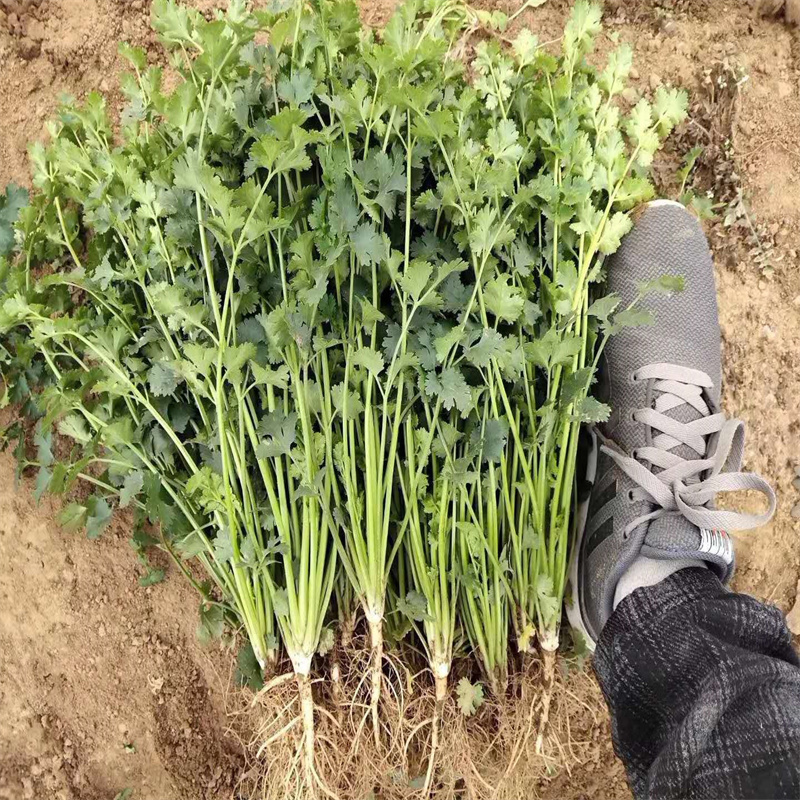 铁杆青香菜种子大叶高产耐寒食用香菜种子青梗实心香味浓基地