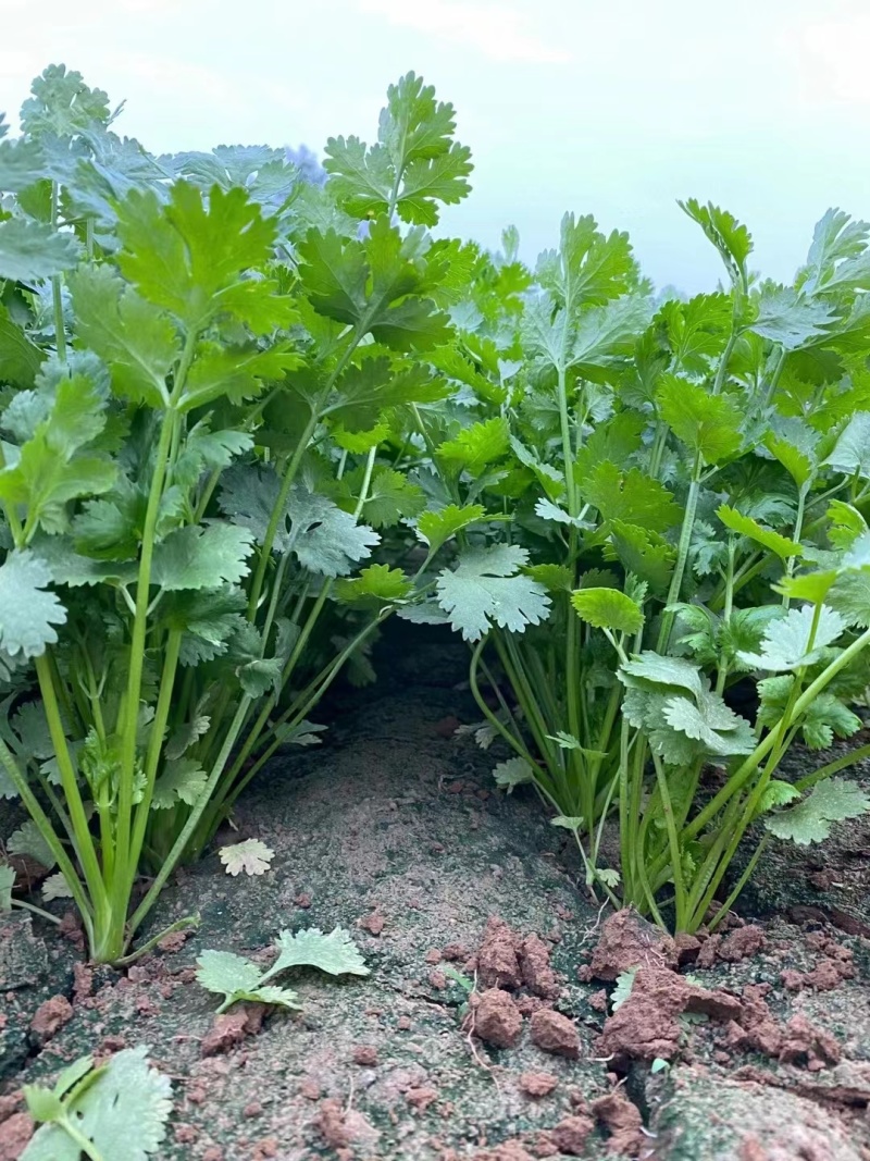 铁杆青香菜种子大叶高产耐寒食用香菜种子青梗实心香味浓基地