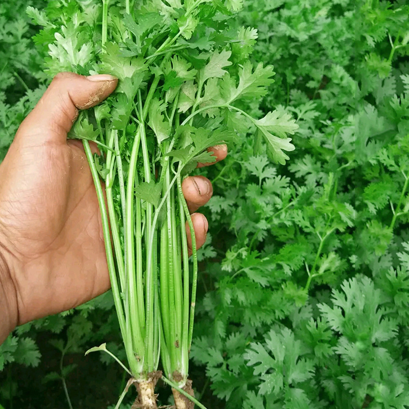 铁杆青香菜种子大叶高产耐寒食用香菜种子青梗实心香味浓基地