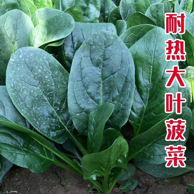 荷兰帝王菠菜种子高产耐寒春秋圆大叶菠菜种子红根杂交抗霜霉