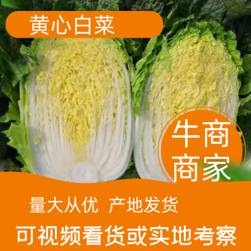 【牛商商家】精品东北黄心包心菜，货源充足，产地发货，质量保证