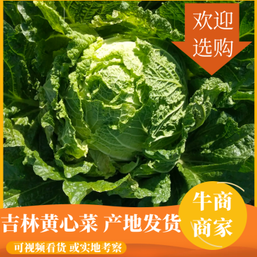 【牛商商家】东北黄心菜产地发货量大从优欢迎选购