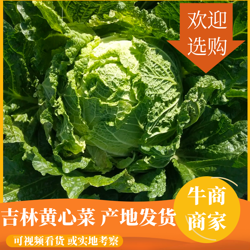 【牛商商家】东北黄心菜产地发货量大从优欢迎选购