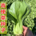 好吃无筋菜青梗菜种子矮脚小油菜种子夏季高产上海鸡毛菜种子