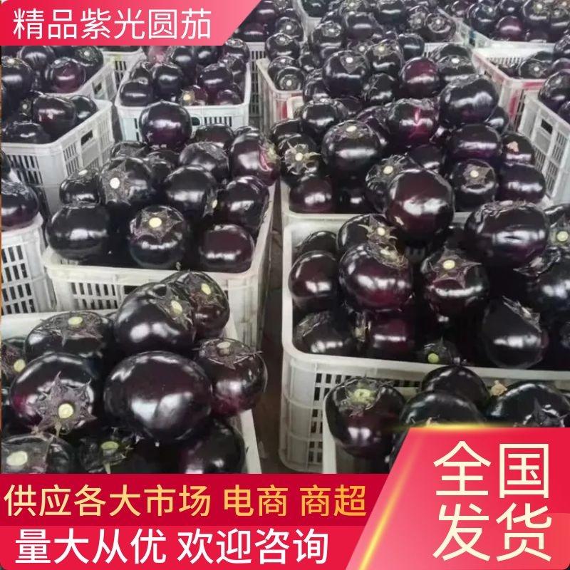 【茄子】紫光圆茄一手货源量大从优全国发货保质保量