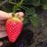 山东章姬草莓苗，产地直发，长期供货，品种丰富，规格齐全
