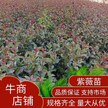 紫薇大量现货基地货源，量大从优欢迎来电洽谈合作