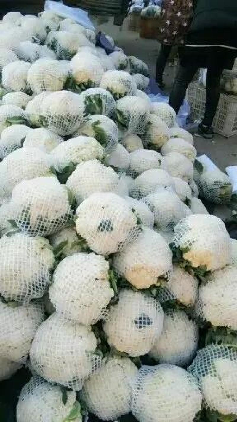 精品松花菜产地发货货源充足稳定，欢迎选购看货