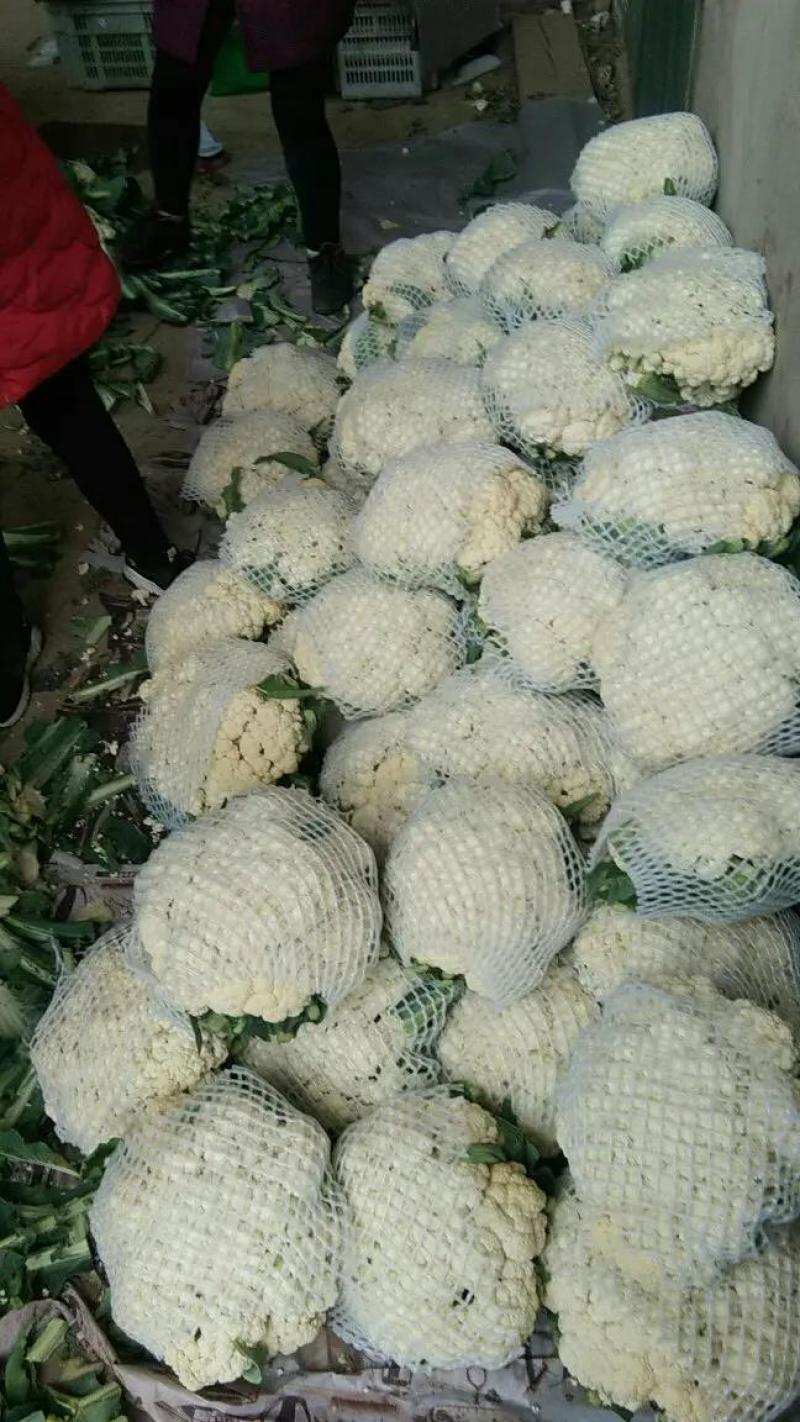 精品松花菜产地发货货源充足稳定，欢迎选购看货