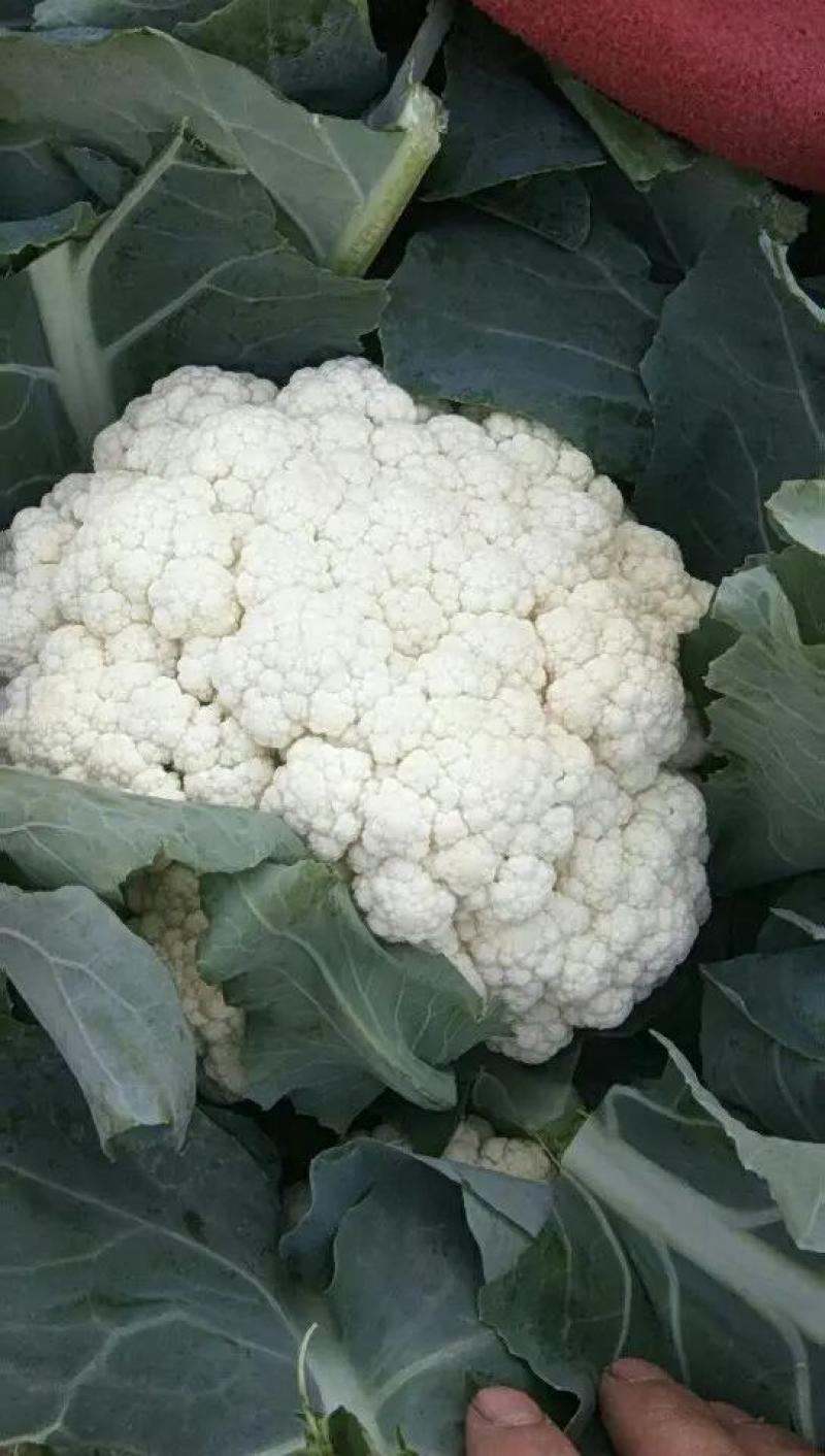 精品松花菜产地发货货源充足稳定，欢迎选购看货