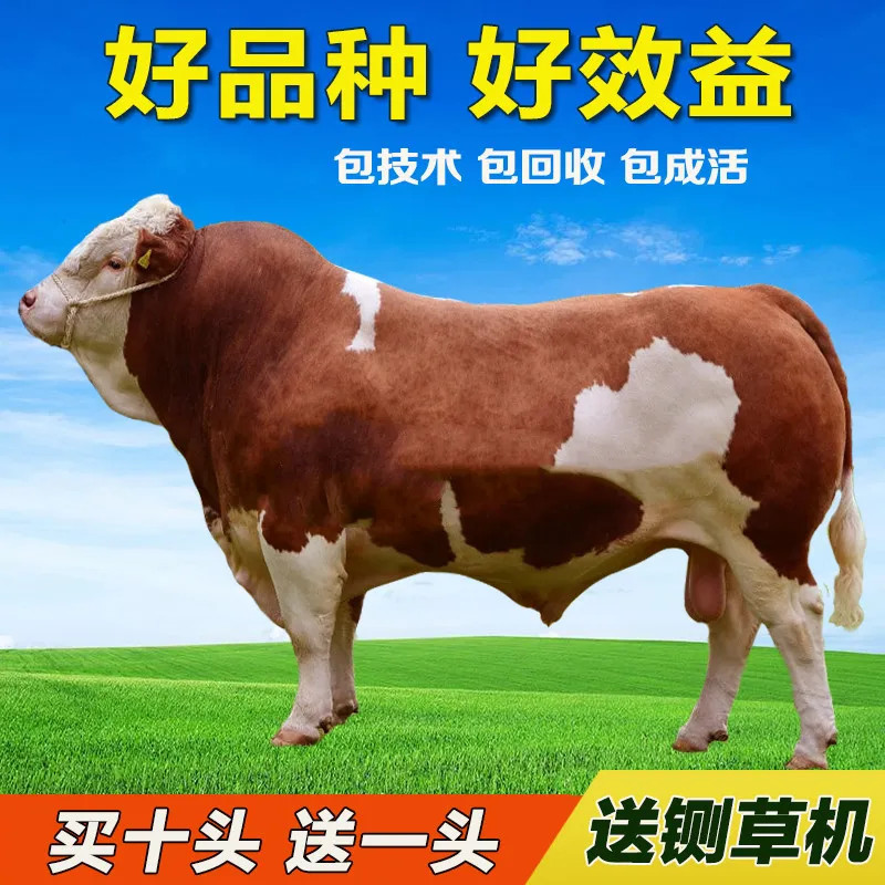 牛犊西门塔尔牛犊手续齐全厂家直供免费送货