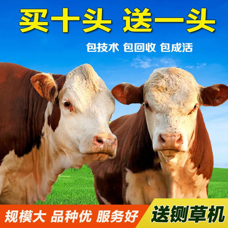 育肥牛犊西门塔尔牛手续齐全厂家直供免费送货