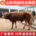 牛犊鲁西黄牛手续齐全厂家直供免费送货买10送1