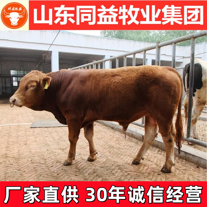 牛犊鲁西黄牛手续齐全厂家直供免费送货买10送1
