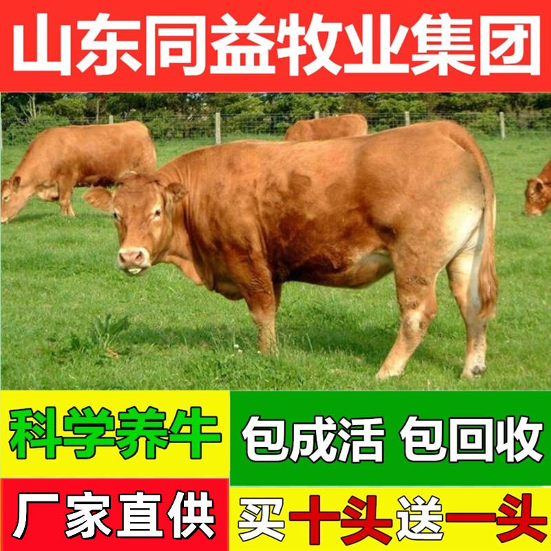 牛犊鲁西黄牛手续齐全厂家直供免费送货买10送1