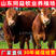 鲁西黄牛黄牛犊手续齐全厂家直供免费送货买10送1