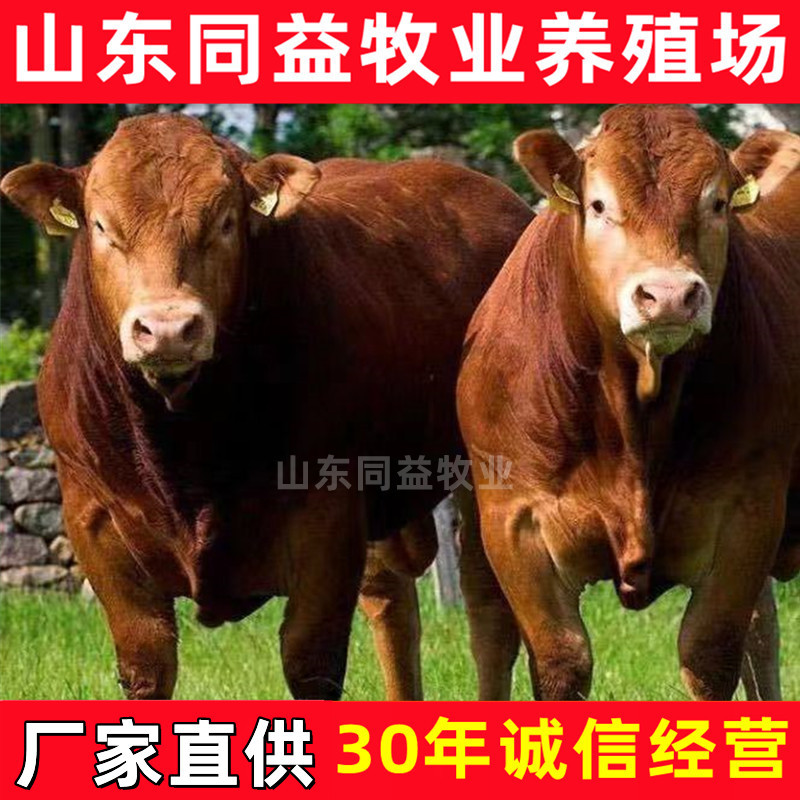 山东黄牛小黄牛牛苗鲁西黄牛牛犊肉牛犊价格西门塔尔