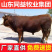 山东黄牛小黄牛牛苗鲁西黄牛牛犊肉牛犊价格西门塔尔