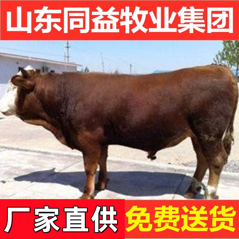 牛犊肉牛仔肉牛犊杂交牛西门塔尔牛犊利木赞牛犊