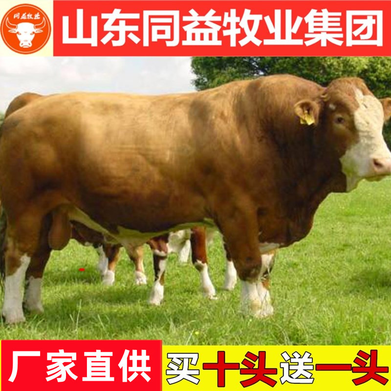 活牛西门塔尔活牛手续齐全厂家直供免费送货